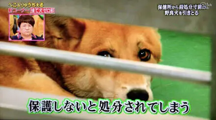 天才 志村どうぶつ園 捨て犬ゼロ部 その反響とは 日本テレビ