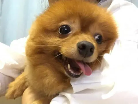 天才 志村どうぶつ園 捨て犬ゼロ部 その反響とは 日本テレビ